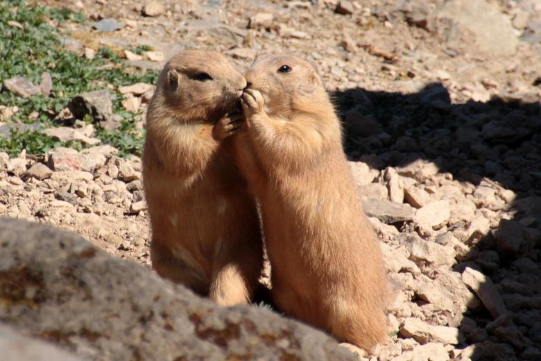 Free stock image of Prairie Dog created by Pixabay