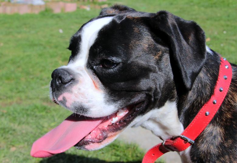 Free stock image of Boxer Dog created by Pixabay