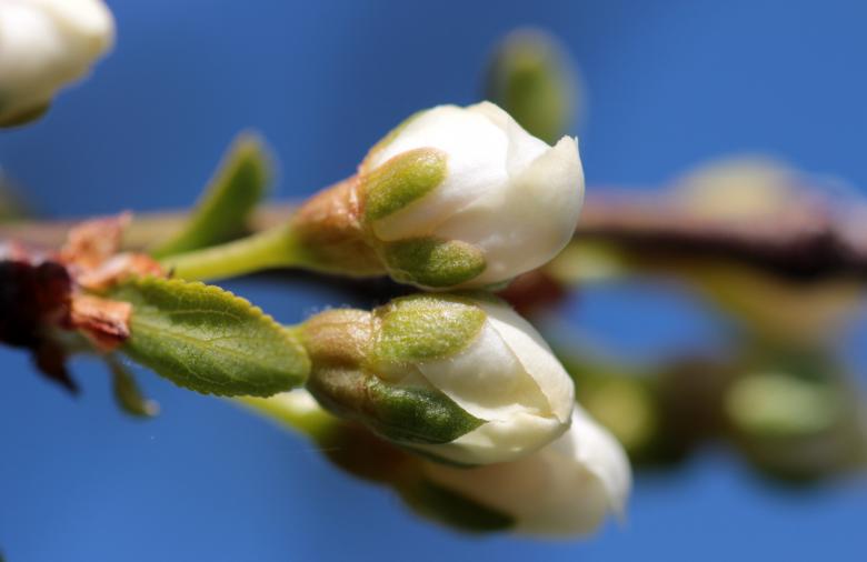 Free stock image of Cherry Blossom created by Pixabay