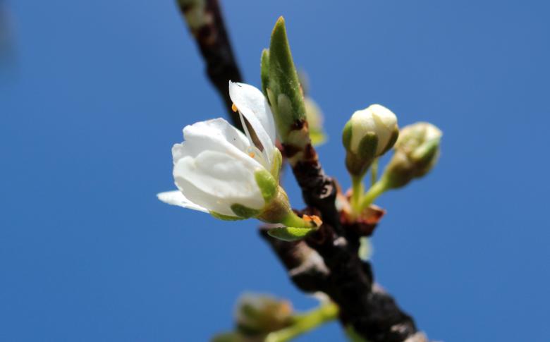 Free stock image of Cherry Blossom created by Pixabay