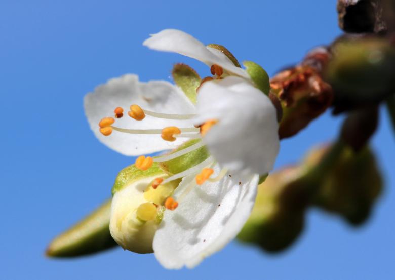 Free stock image of Cherry Blossom created by Pixabay