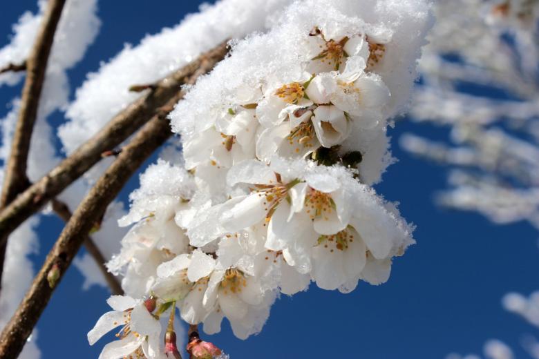 Free stock image of Frozen Cherry Blossom created by Pixabay