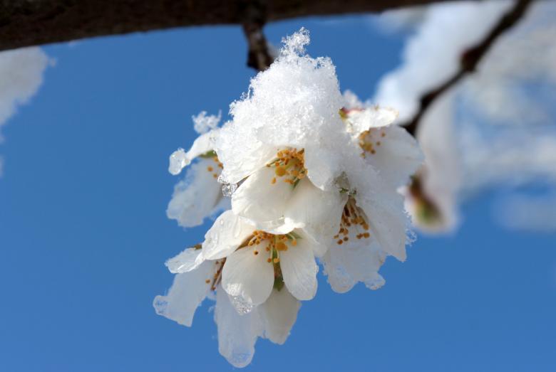 Free stock image of Frozen Cherry Blossom created by Pixabay