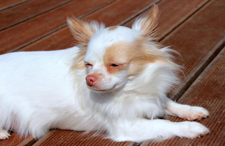 Free stock image of Chihuahua Dog created by Pixabay