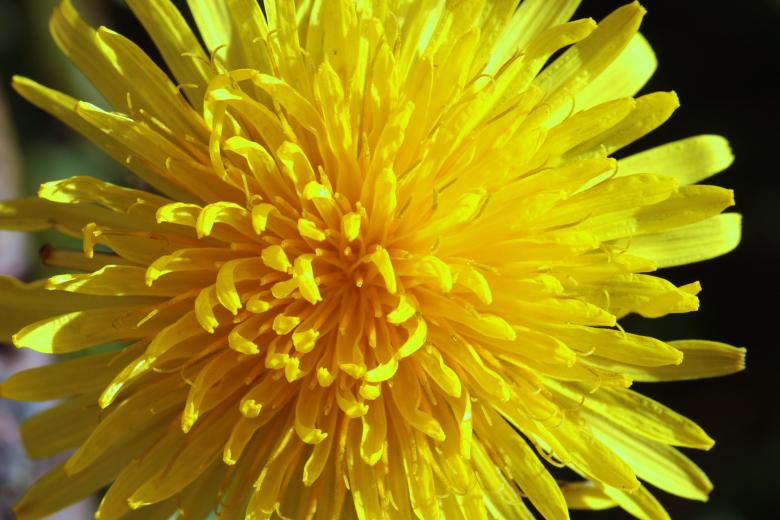 Free stock image of Macro Dandelion created by Pixabay