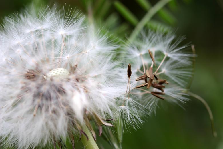 Free stock image of Macro Dandelion created by Pixabay