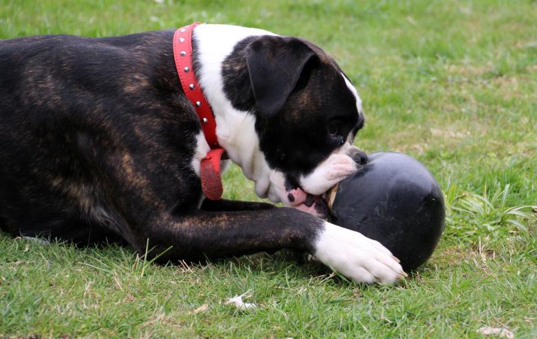 Free stock image of Boxer Dog Playing created by Pixabay