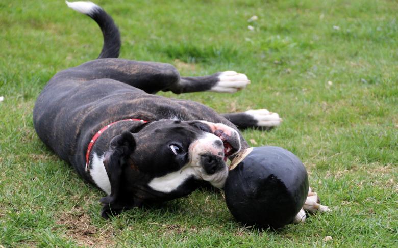 Free stock image of Boxer Dog Playing in the Grass created by Pixabay