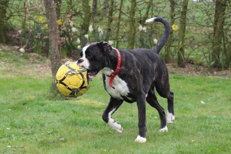 Free stock image of Boxer Dog Running with Ball created by Pixabay