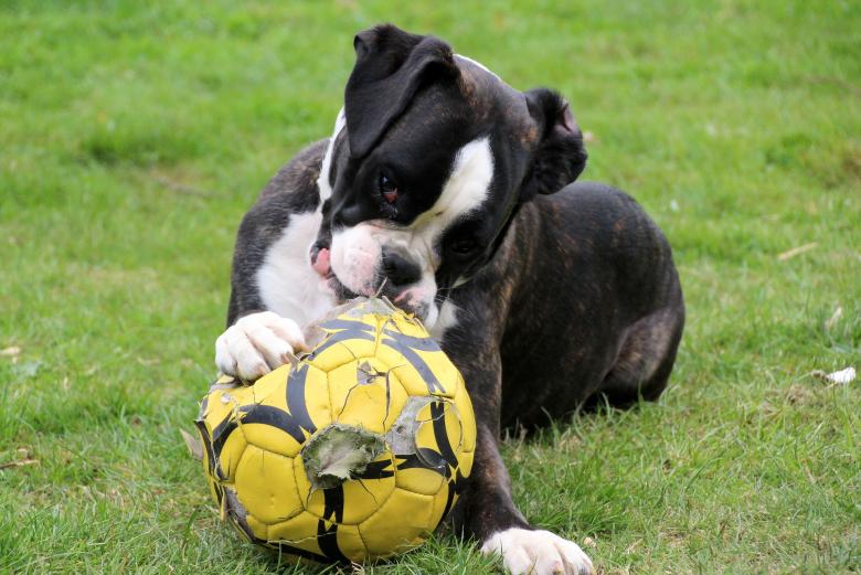 Free stock image of Boxer Dog Playing with Ball created by Pixabay