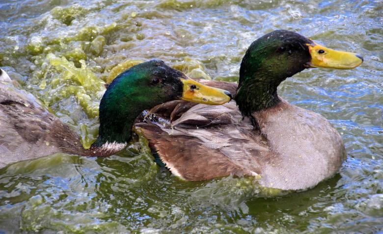 Free stock image of Ducks in the River created by Pixabay