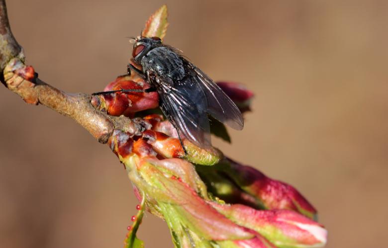 Free stock image of Fly on the Flower created by Pixabay