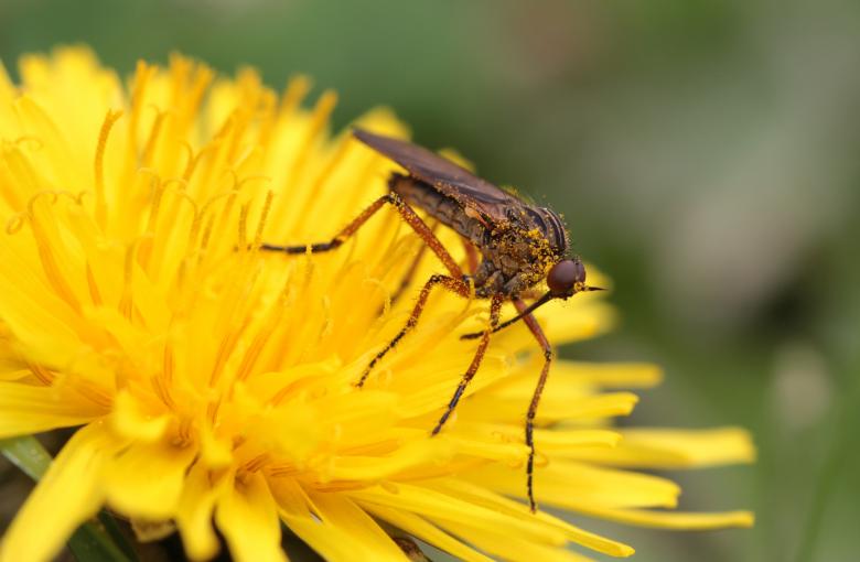 Free stock image of Fly on the Flower created by Pixabay
