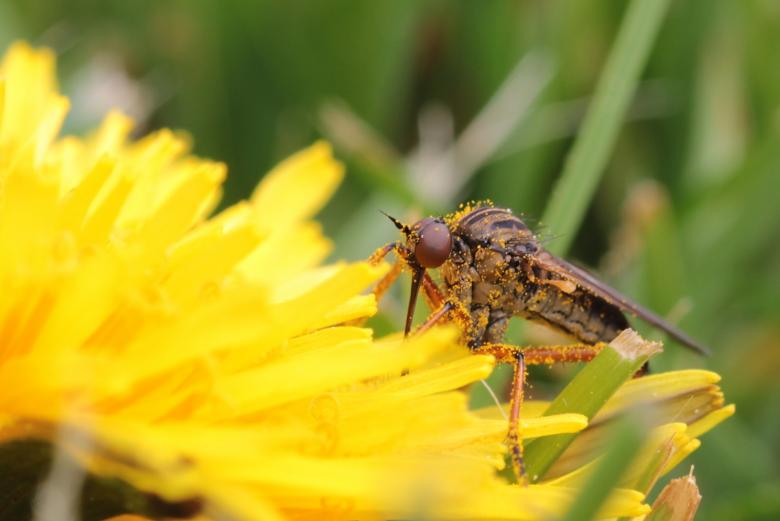 Free stock image of Fly on the Flower created by Pixabay