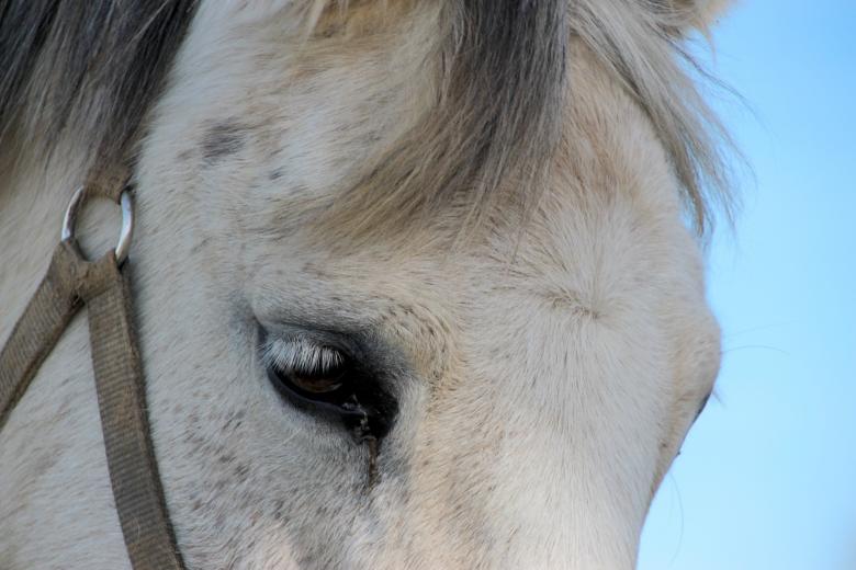 Free stock image of Horse Closeup created by Pixabay