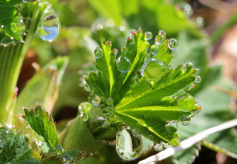 Free stock image of Macro Leaves created by Pixabay