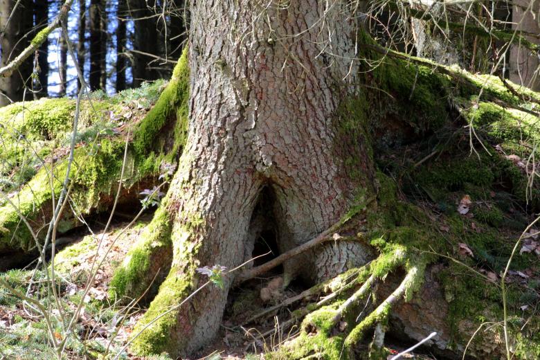 Free stock image of Old Tree Roots created by Pixabay
