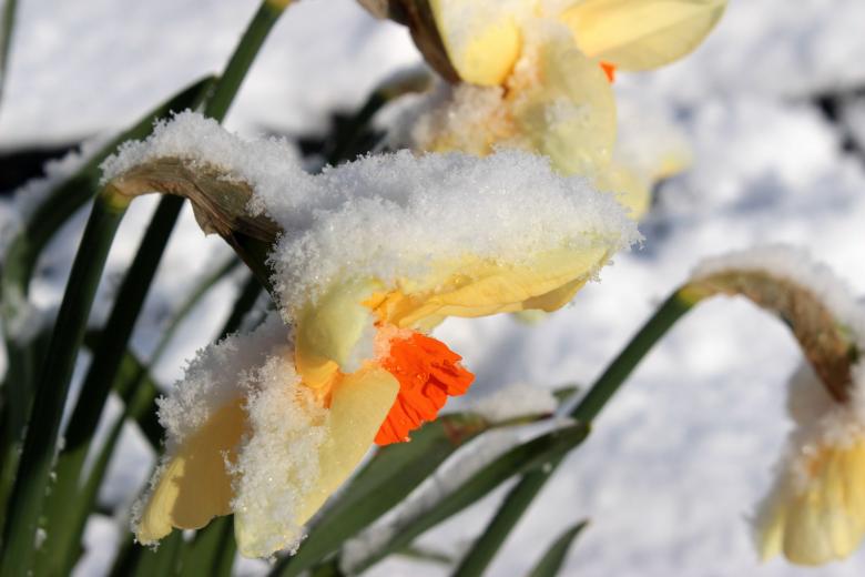 Free stock image of Frozen Narcissus created by Pixabay
