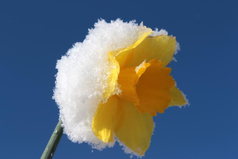Free stock image of Frozen Narcissus created by Pixabay