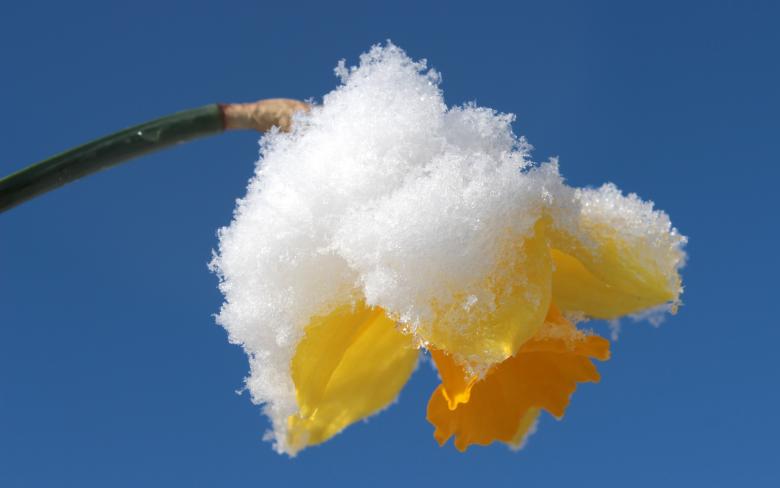 Free stock image of Frozen Narcissus created by Pixabay