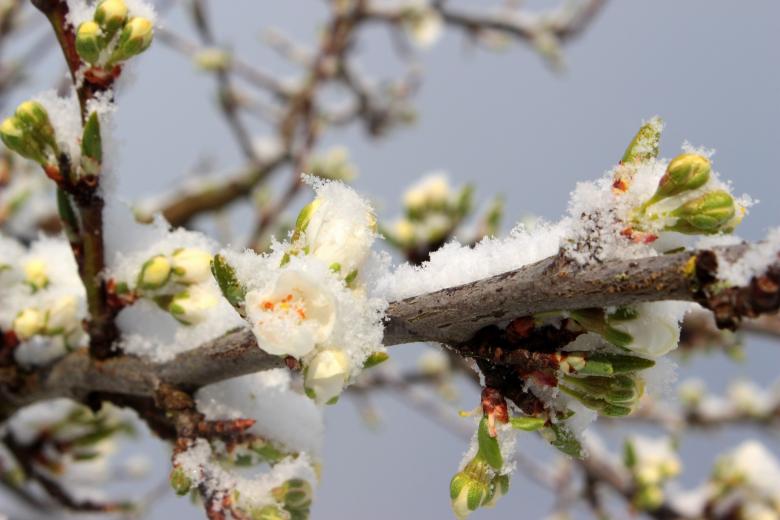 Free stock image of Frost on Plum Tree created by Pixabay