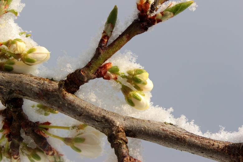 Free stock image of Frost on Plum Tree created by Pixabay