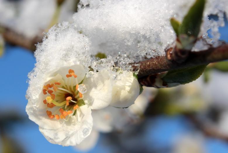 Free stock image of Frost on Plum Tree created by Pixabay