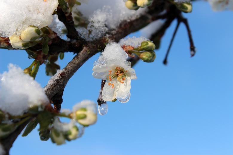Free stock image of Frost on Plum Tree created by Pixabay