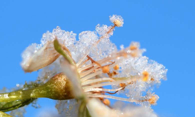 Free stock image of Frost on Plum Tree created by Pixabay