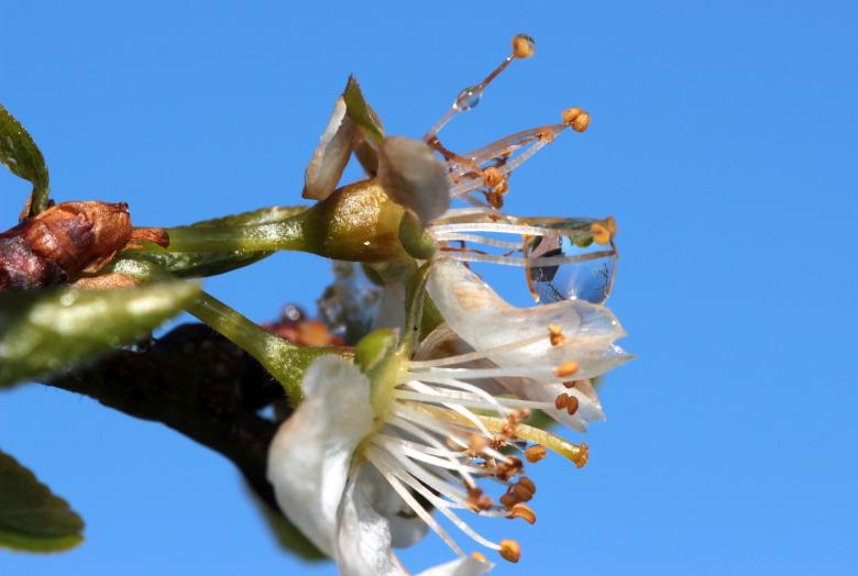 Free stock image of Plum Tree created by Pixabay