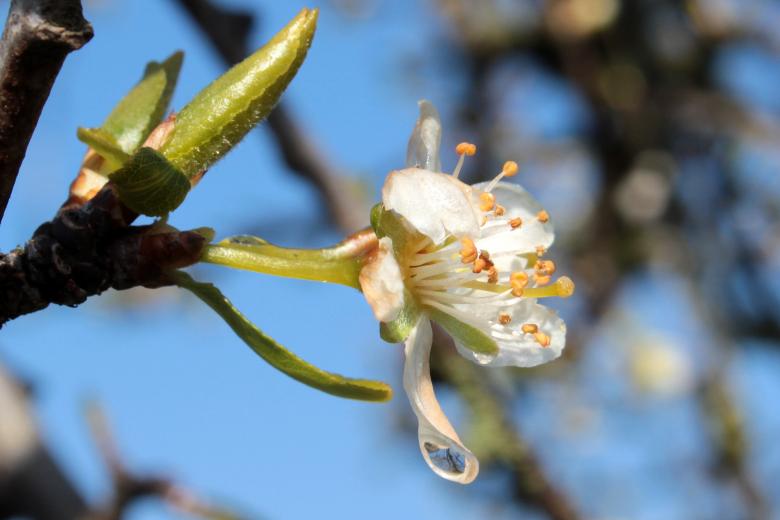 Free stock image of Plum Tree created by Pixabay