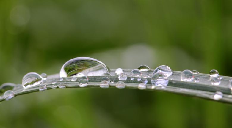 Free stock image of Raindrops on the Grass created by Pixabay