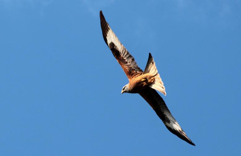 Free stock image of Hawk in the air created by Pixabay