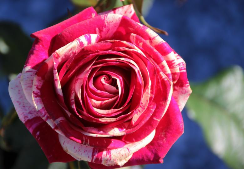 Free stock image of Fresh Rose created by Pixabay