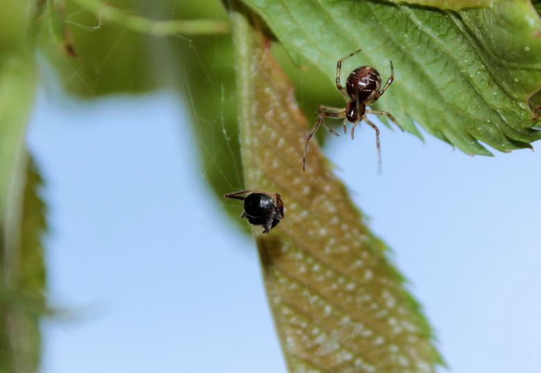 Free stock image of Macro Spider created by Pixabay