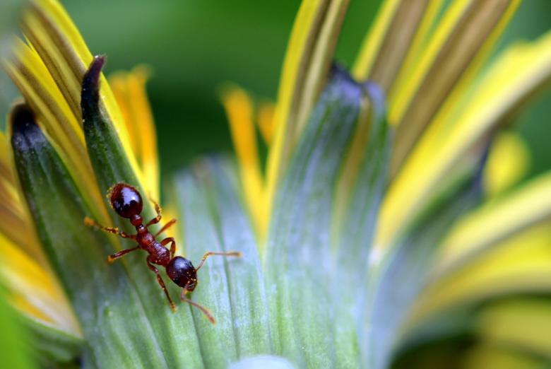 Free stock image of Wild Ant created by Pixabay