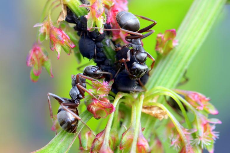 Free stock image of Wild Ants created by Pixabay