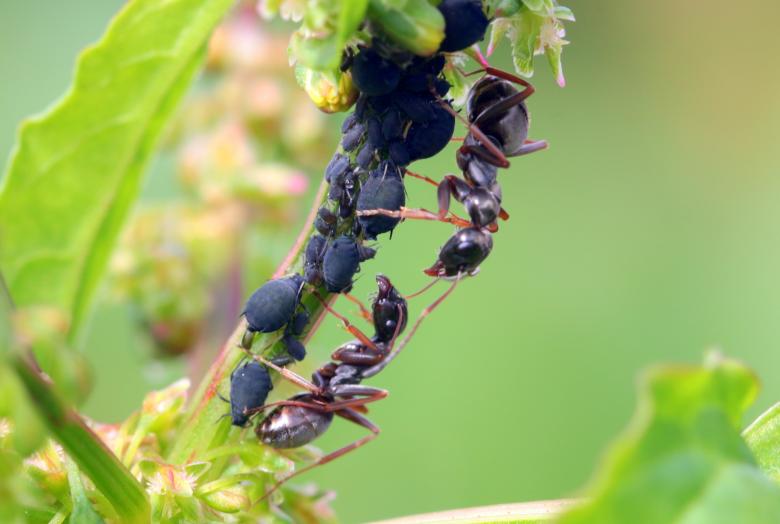 Free stock image of Wild Ants created by Pixabay