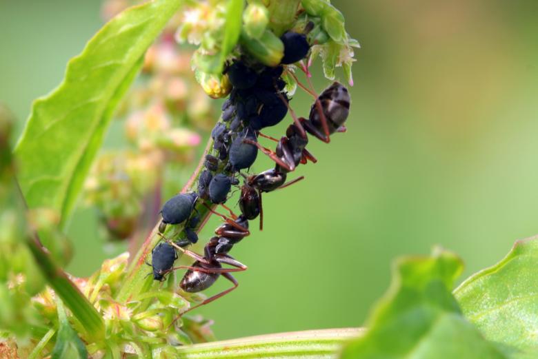Free stock image of Wild Ants created by Pixabay