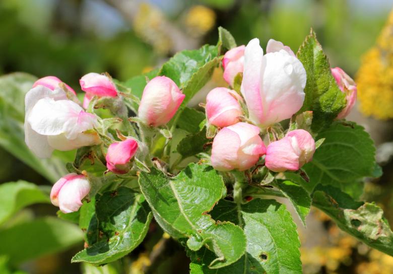 Free stock image of Apple Tree Blossom created by Pixabay
