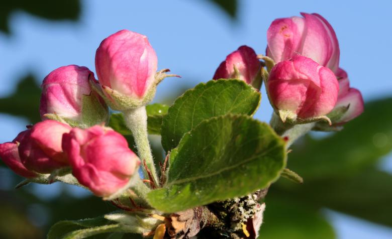 Free stock image of Apple Tree Blossom created by Pixabay
