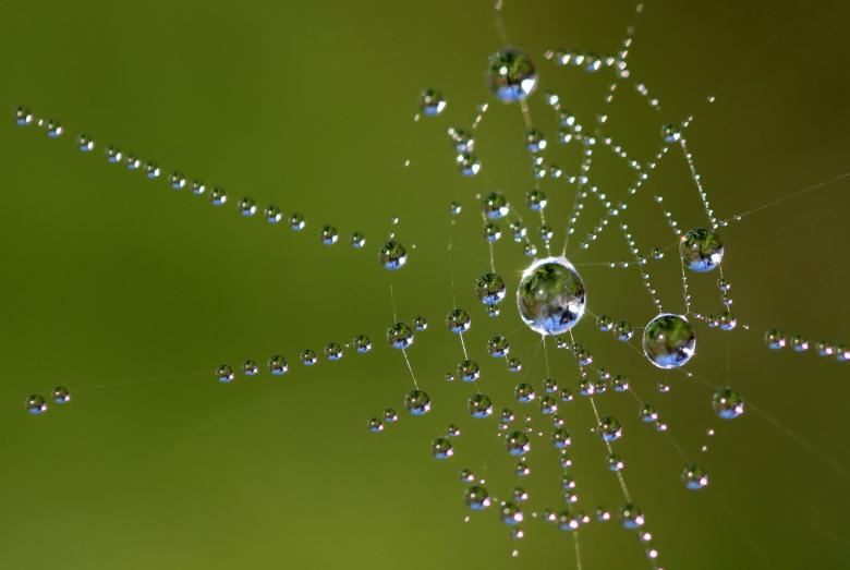 Free stock image of Beaded Web created by Pixabay