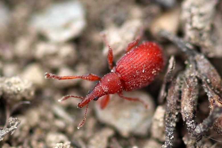 Free stock image of Macro Beetle created by Pixabay