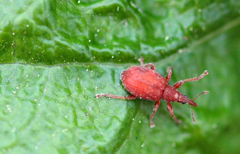 Free stock image of Macro Beetle created by Pixabay