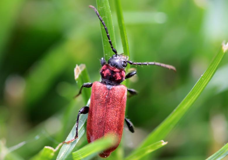 Free stock image of Macro Beetle created by Pixabay