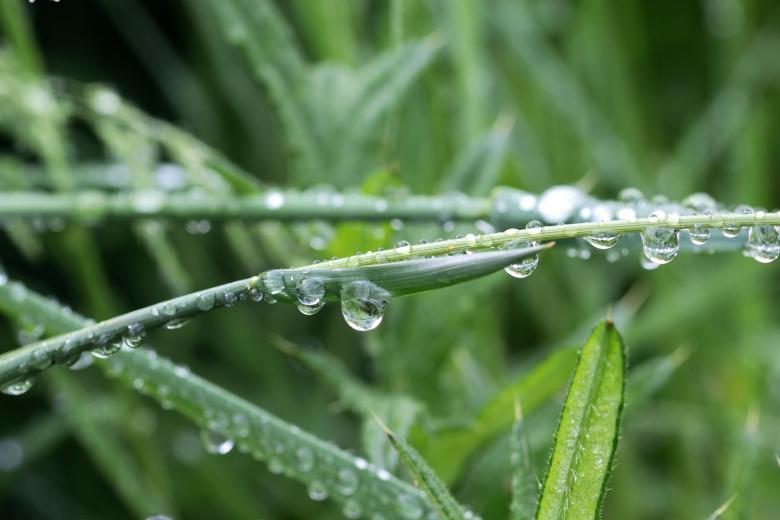 Free stock image of Blade of Grass created by Pixabay