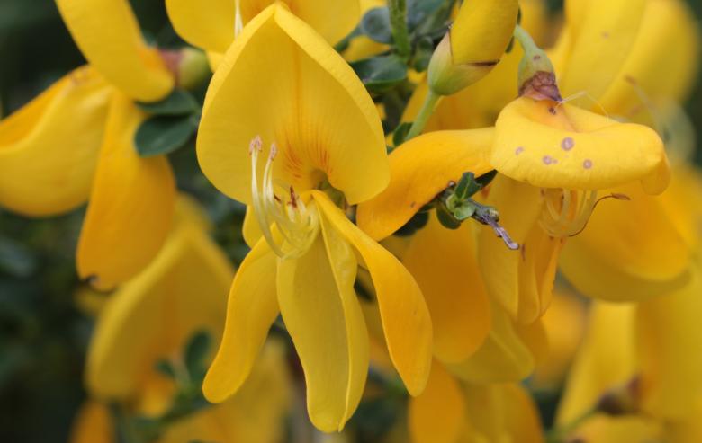 Free stock image of Fresh Broom created by Pixabay