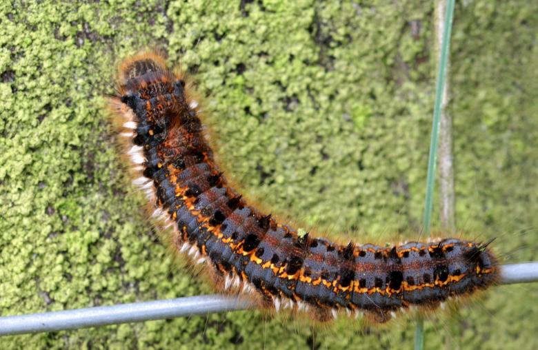 Free stock image of Macro Caterpillar created by Pixabay