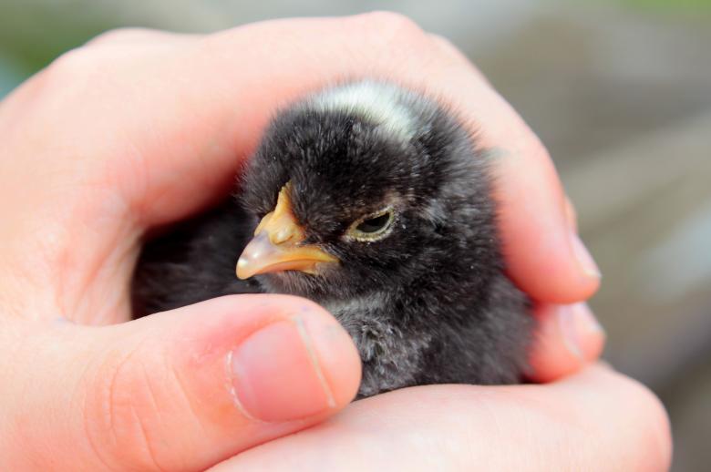 Free stock image of Little Chick created by Pixabay