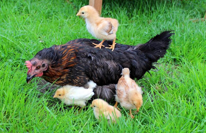 Free stock image of Little Chick created by Pixabay